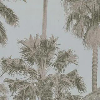 California Palm ML01414
