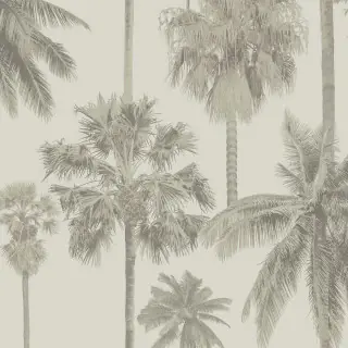 California Palm ML01415