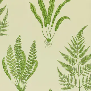 sanderson-woodland-ferns-wallpaper-dapgwo102-green