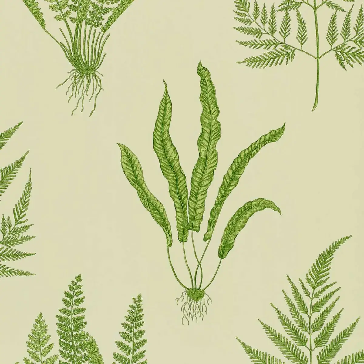 Sanderson Woodland Ferns Wallpaper DAPGW102